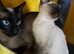 Female Siamese kitten