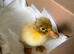 Indian Runner Ducks & Fertile Hatching Eggs