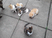 Outdoor farm kittens for sale.