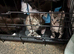 Beautiful kittens