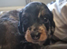 3 male long haired miniature dachshunds