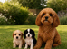 ** RARE COLOURED DNA CLEAR CAVAPOO PUPPIES **