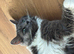 Ragdoll mink kittens due 12th of July