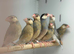 Jawa finches