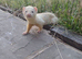 Ferret for sale
