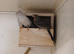 Opal Mexican house finches for sale.