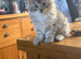 Beautiful little girl available now