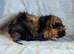 Bonded Pair Abyssinian Boars