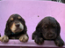Beautiful cocker spaniel puppies