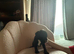 Little of bully/cocker spaniel puppy&rsquo;s