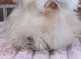 English angora boys ready