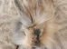 Baby lionhead doe