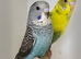 Young mutation budgies