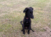 Scottish deer hound cross collie
