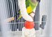 Baby Senegal with cage