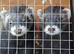 Small kits 5 mouth old