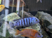 Juvenile Salousi and Pseudotropheus kingsizei cichlids for sale