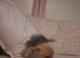 Gorgeous muffin female Yorkshire terrier