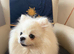 Incredible Teddy Bear Pom Girl