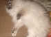 ragdoll
