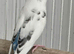 Quality Lovely pied Budgies pair 3 months