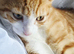 Male kitten