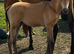 PBA Dun Colt foal