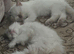Ragdoll kittens