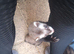 Hob ferret