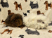 Baby Guinea pigs