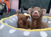 2 male toy chihuahua puppies left ready to leave now