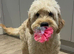 F1BB Golden Doodle female