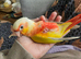 Sun cheek conure