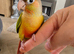 Handreared baby Pineapple Conures
