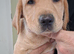 Gorgeous Golden Labrador Puppies