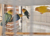 Lovebirds