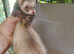 2 Jill ferrets for sale