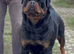 Rottweiler Puppies