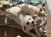 Cavachon puppies