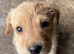 KC Registered Lab Pups