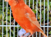 Stunning Canaries - Reds, Norwich, Lizards, Agate, Grey wing