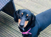 3 year old miniature dachshund please read description