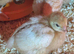 Warren chicks