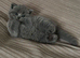 BEAUTIFUL LITTLE RUSSIAN BLUE KITTENS 9 WEEKS OLD
