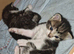Gorgeous Kittens plus mum