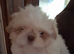 imperial shih tzu 2 boys left