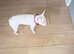 Pink french bull dog