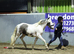 12hh 2yr old gelding to make 13hh