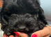 Cockapoo puppies ready to go