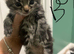 Kittens 8weeks